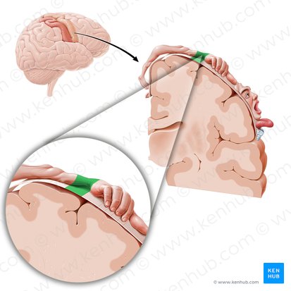 Motor cortex of wrist (Cortex motorius regionis carpi); Image: Paul Kim