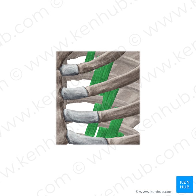Musculi subcostales (Unterrippenmuskeln); Bild: Yousun Koh