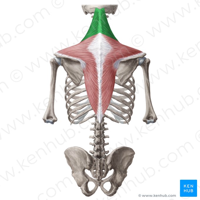 Pars descendens musculi trapezii (Absteigender Teil des Trapezmuskels); Bild: Yousun Koh