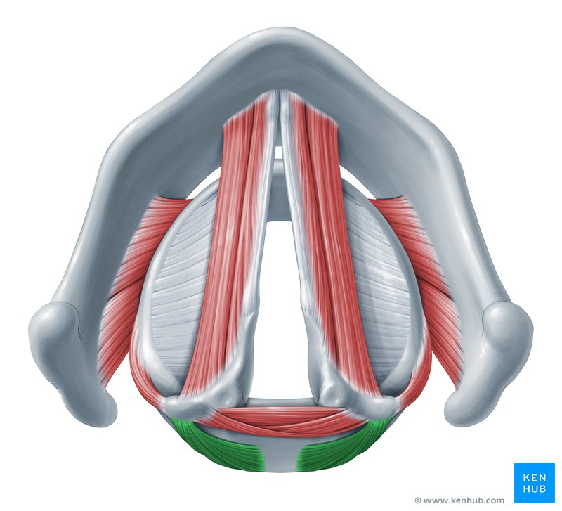 Posterior cricoarytenoid muscle (Musculus cricoarytenoideus posterior)
