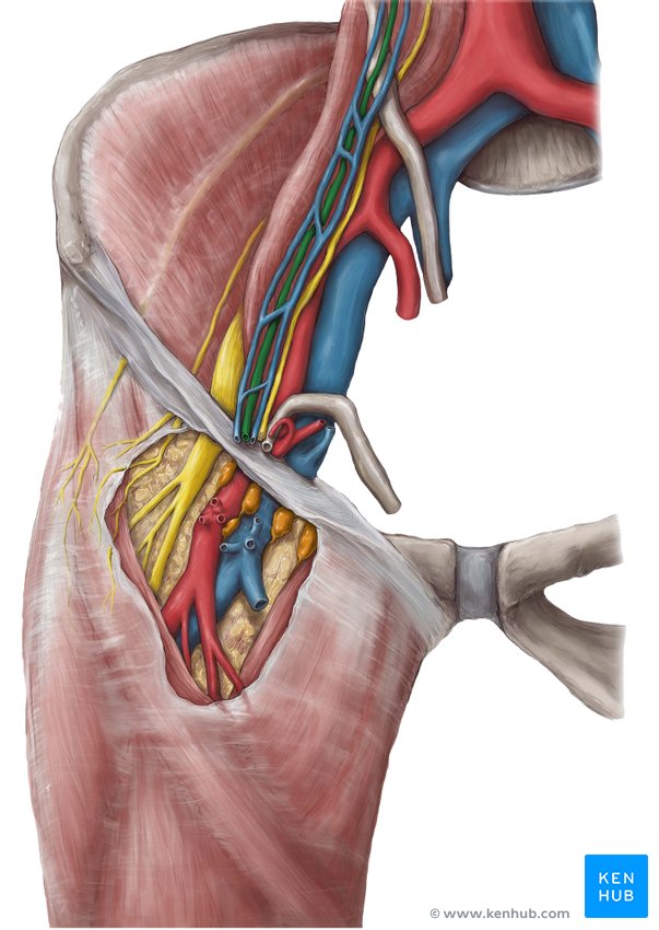 Testicular artery - ventral view