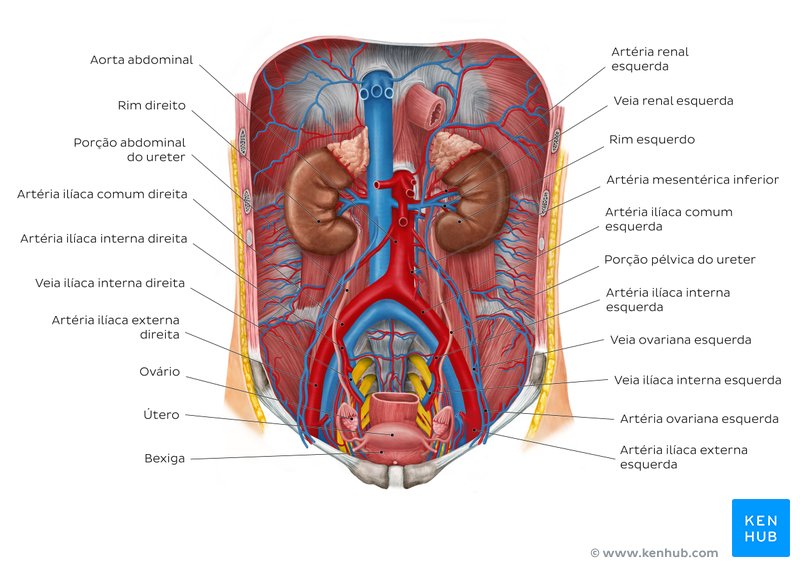 Visão geral mostrando todas as principais estruturas do sistema urinário