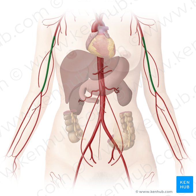 Artéria braquial (Arteria brachialis); Imagem: Begoña Rodriguez