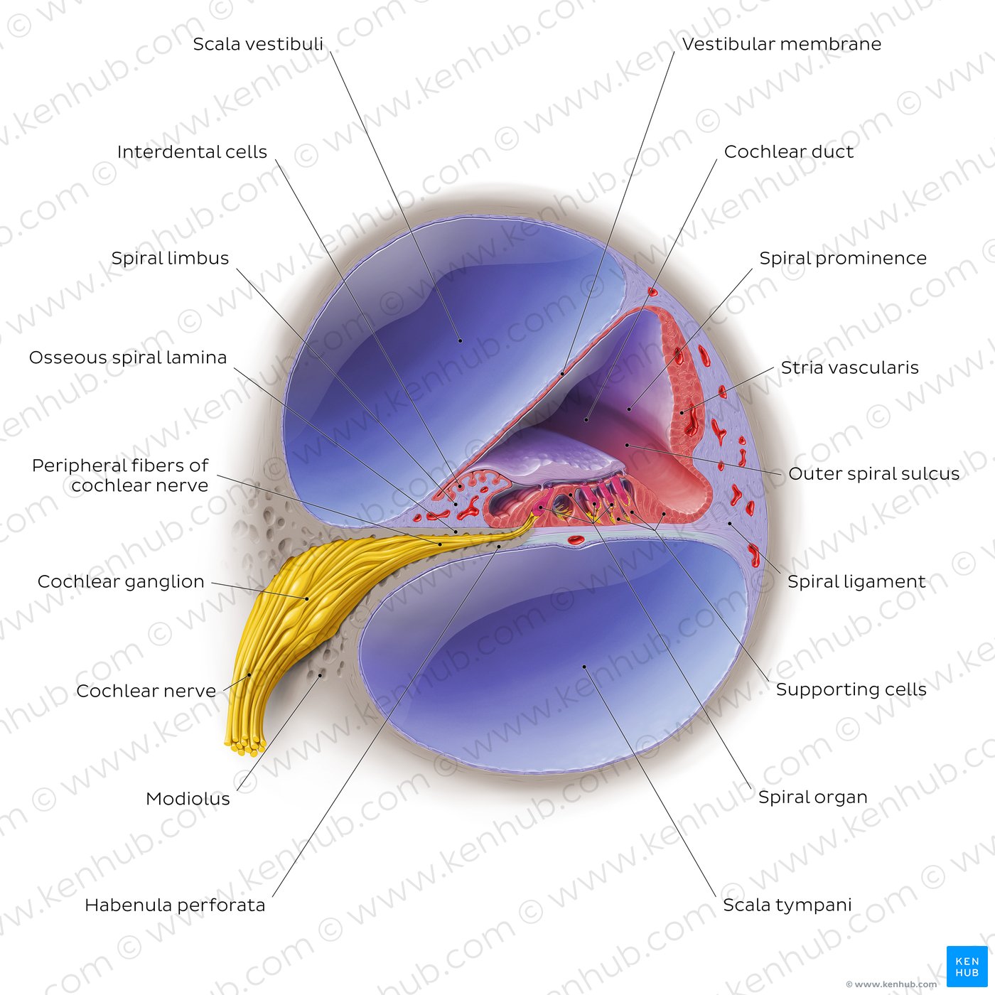 Cochlea: cross section