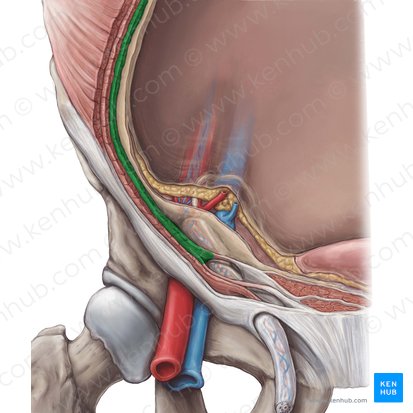 Transversus abdominis muscle (Musculus transversus abdominis); Image: Hannah Ely