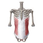 Muscles of the abdominal wall