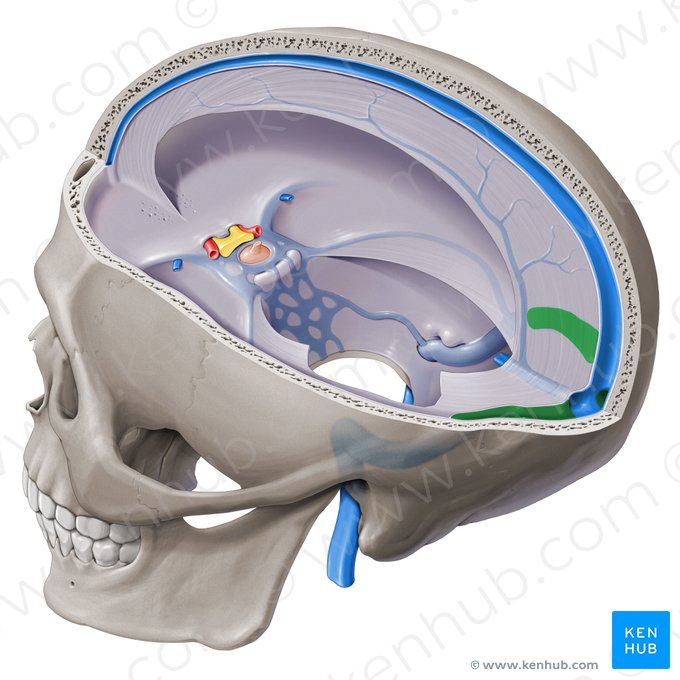 Sinus transversus (Querverlaufender Blutleiter); Bild: Paul Kim