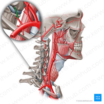 Arteria cervical profunda (Arteria cervicalis profunda); Imagen: Paul Kim