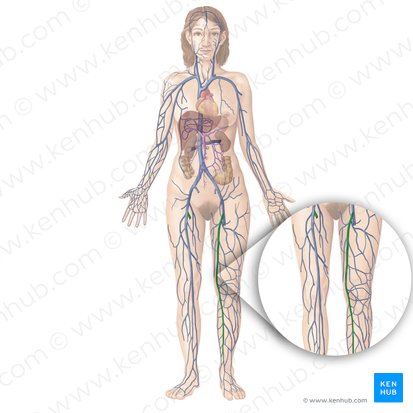 Great saphenous vein (Vena saphena magna); Image: Begoña Rodriguez