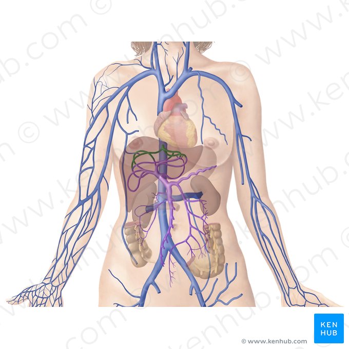 Hepatic veins (Venae hepaticae); Image: Begoña Rodriguez