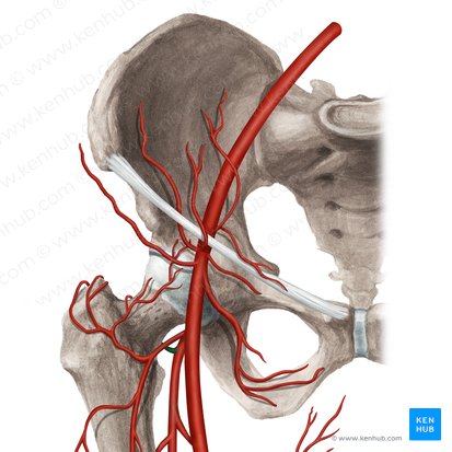 Arteria circumflexa medialis femoris (Innere Oberschenkelkranzarterie); Bild: Rebecca Betts
