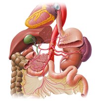 Einführung in die anderen Organsysteme