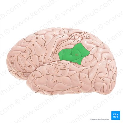 Área 40 de Brodmann (Area Brodmann 40); Imagen: Paul Kim