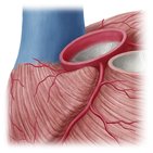 Right coronary artery