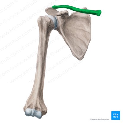 Clavícula (Clavicula); Imagem: Yousun Koh