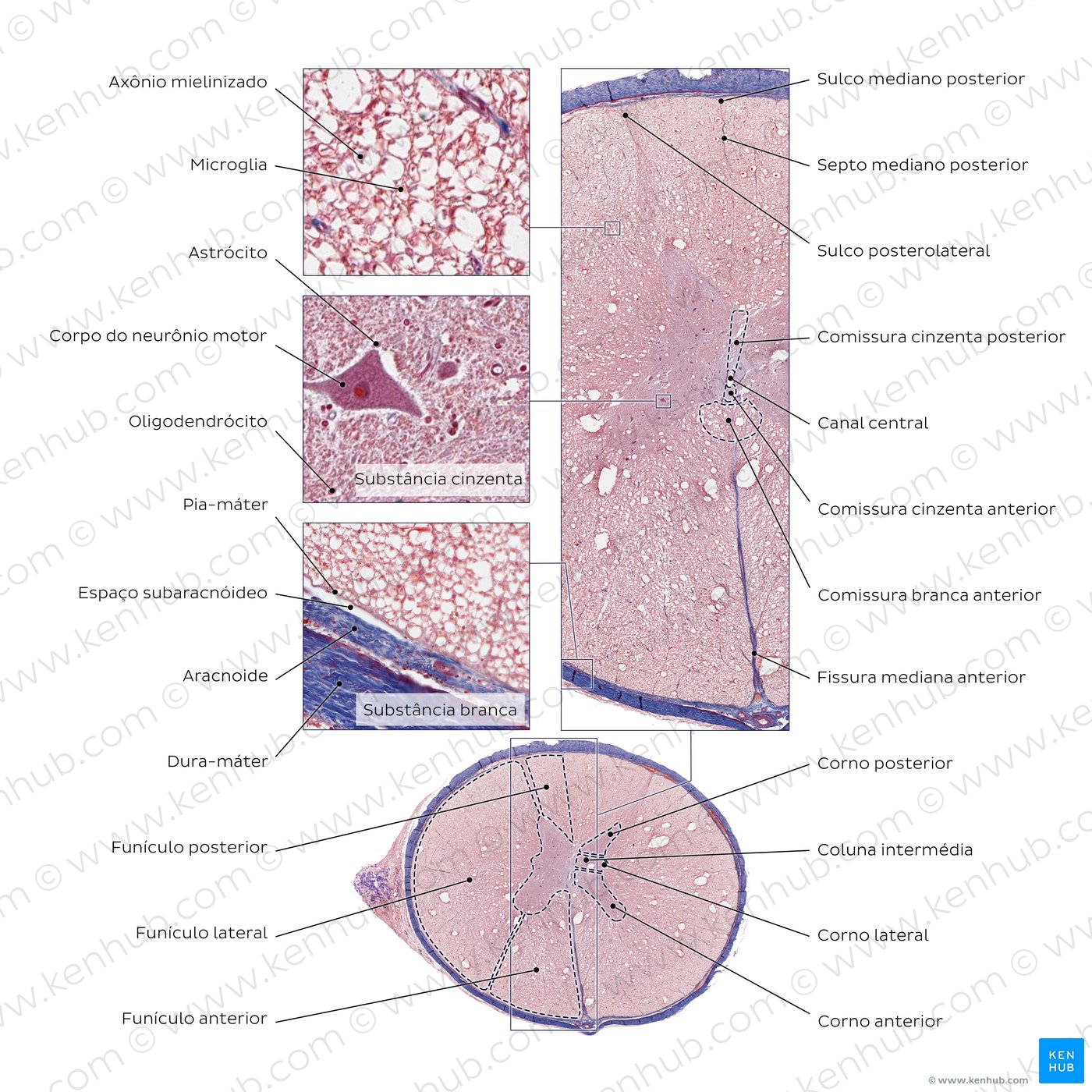 Medula espinal torácica. Coloração: tricrômio de Azan.