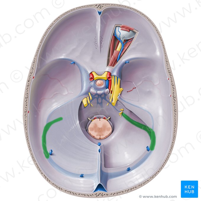 Seio sigmoide (Sinus sigmoideus); Imagem: Paul Kim