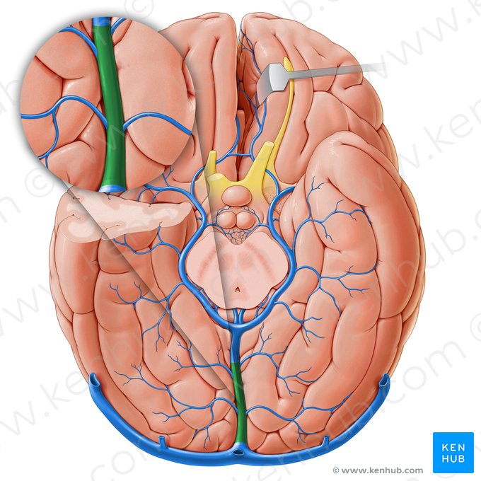 Sinus rectus (Gerader Blutleiter); Bild: Paul Kim