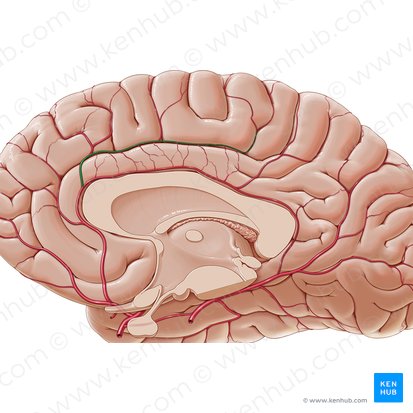 Callosomarginal artery (Arteria callosomarginalis); Image: Paul Kim