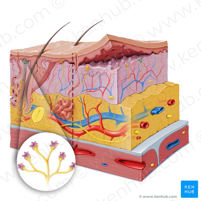 Complexus epithelialis tactus (Merkel-Zell-Axon-Komplex); Bild: Paul Kim