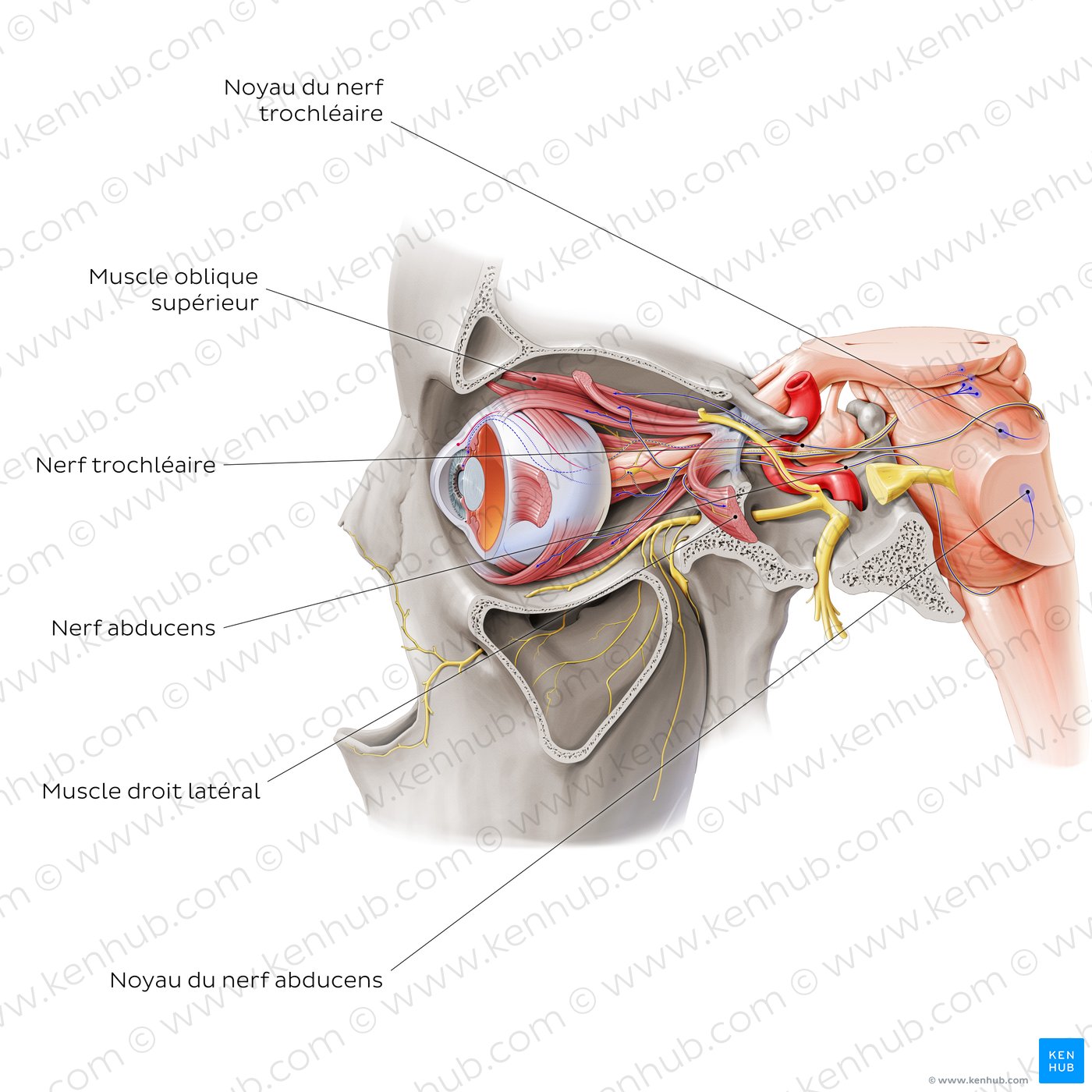 Trochlear and abducens nerve (lateral view)