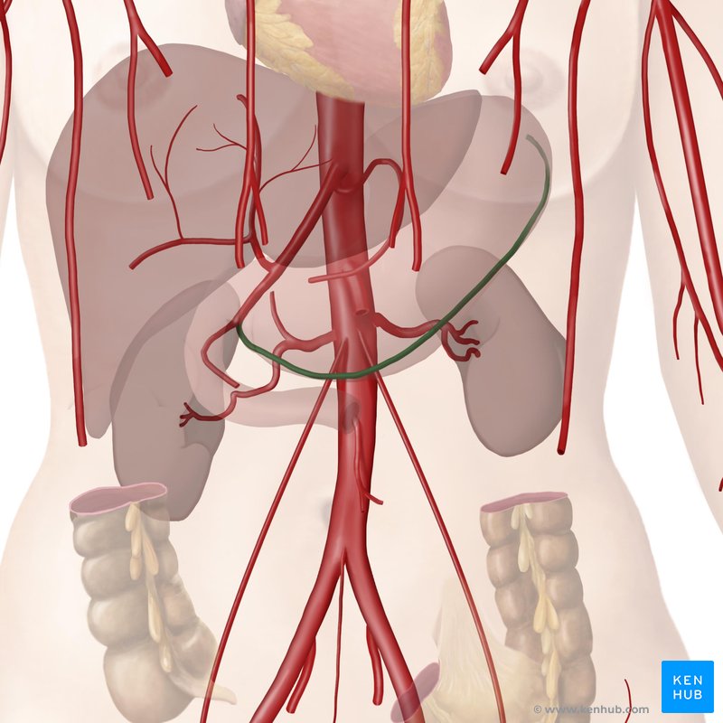 The gastroomental/epiploic arteries (arteriae gastroomentales/epiploicae)