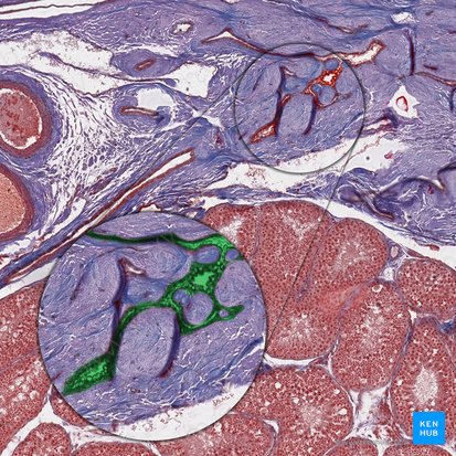 Rete testis; Image: 