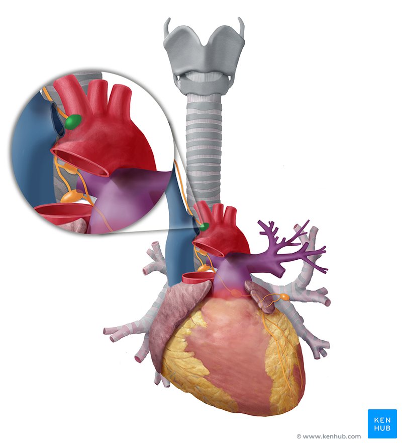 Brachiocephalic lymph node - ventral view