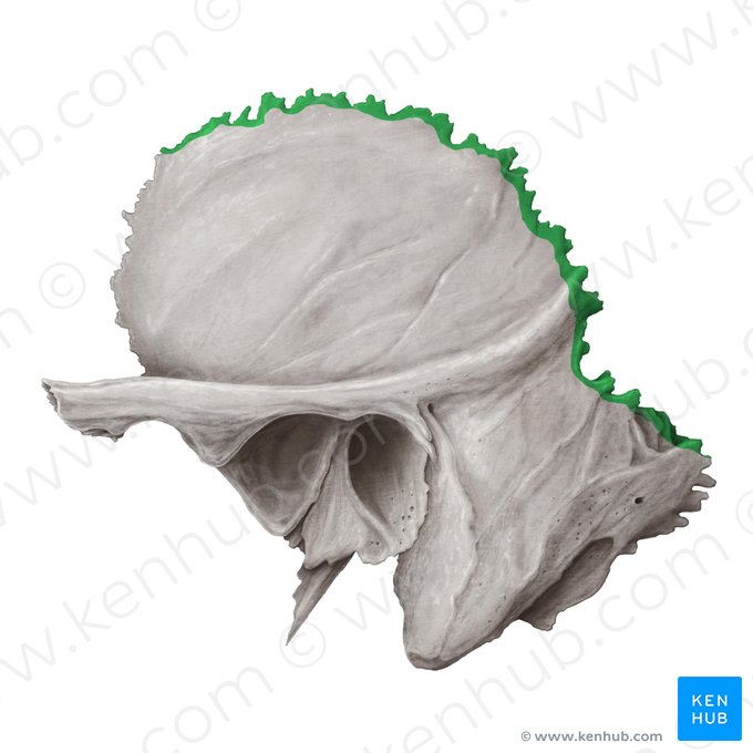 Borda parietal do osso temporal (Margo parietalis ossis temporalis); Imagem: Samantha Zimmerman