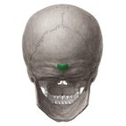 Protuberancia occipital externa