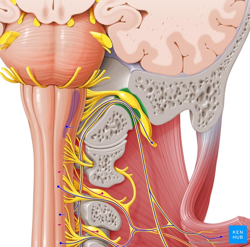 Jugular foramen - ventral view