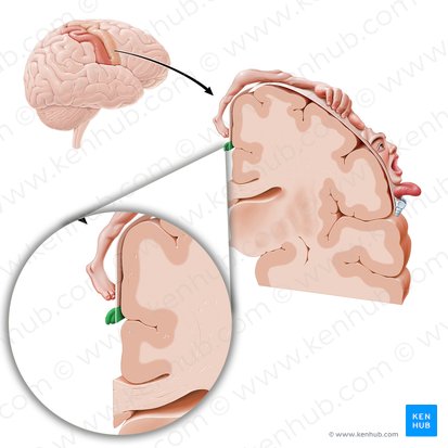 Cortex motorius regionis genitalis (Motorischer Kortex der Genitalien); Bild: Paul Kim