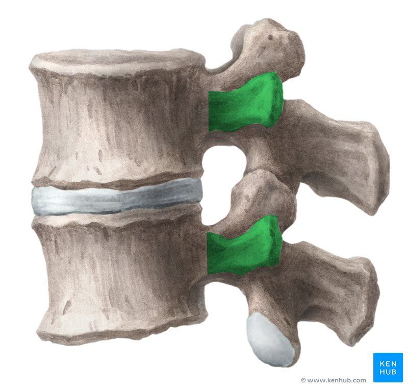 Costal process - cranial view