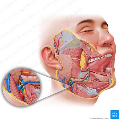 External carotid artery (Arteria carotis externa); Image: Paul Kim