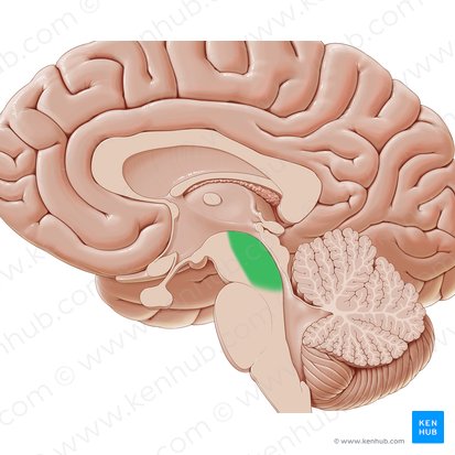 Tegmentum of midbrain (Tegmentum mesencephali); Image: Paul Kim