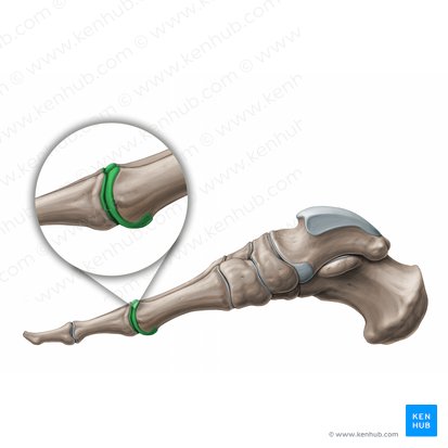 Articulaciones metatarsofalángicas (Articulationes metatarsophalangeae); Imagen: Paul Kim