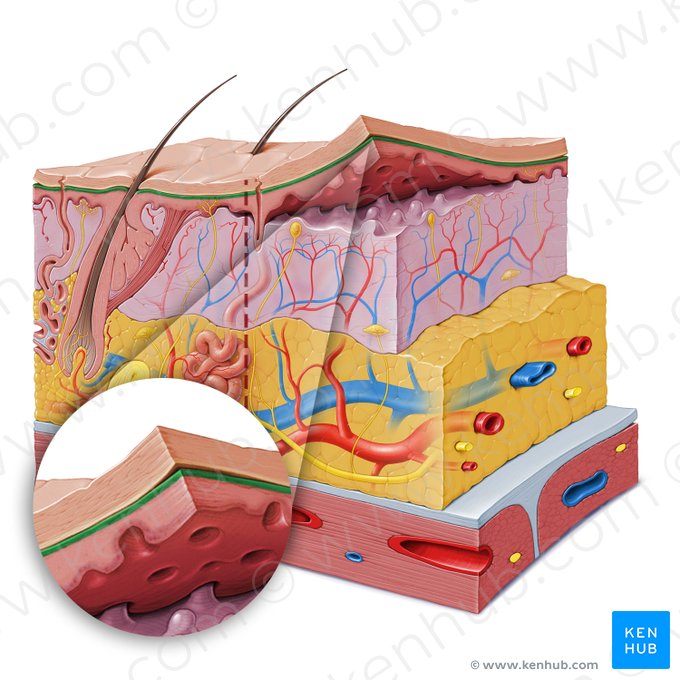 Stratum granulosum of epidermis (Stratum granulosum epidermis); Image: Paul Kim