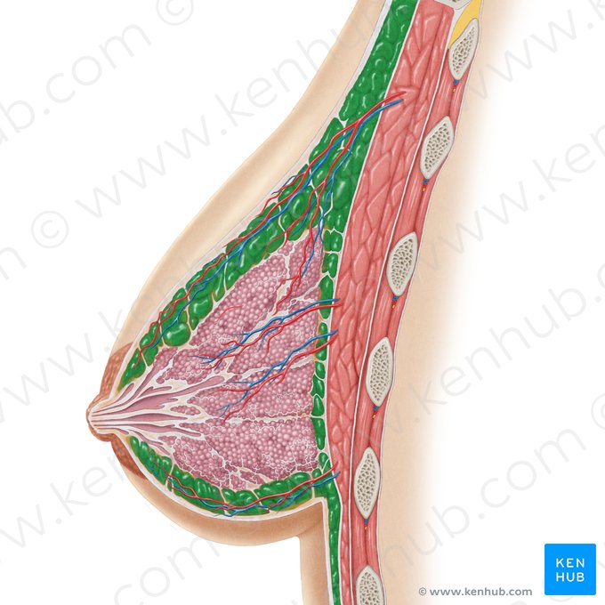 Adipose tissue (Textus adiposus); Image: Samantha Zimmerman