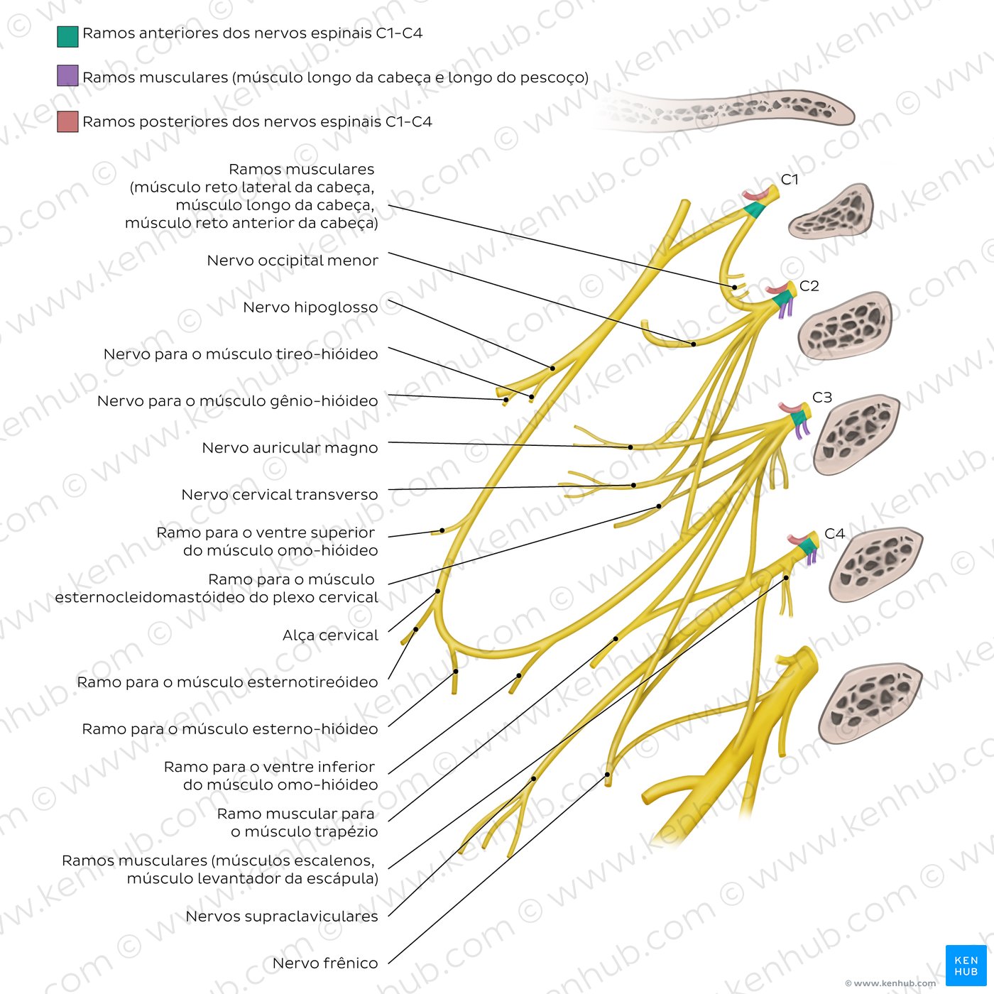 Overview of the cervical plexus