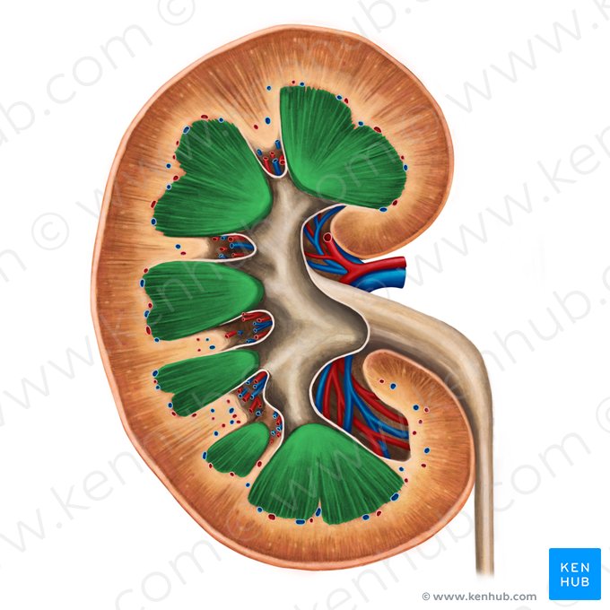 Renal medulla (Medulla renis); Image: Irina Münstermann