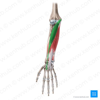 Flexor carpi radialis muscle (Musculus flexor carpi radialis); Image: Yousun Koh