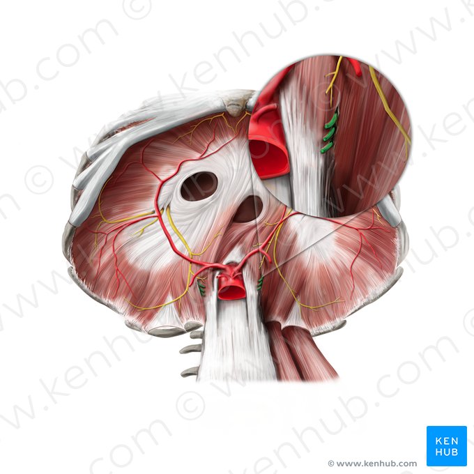 Thoracic splanchnic nerves (Nervi splanchnici thoracici); Image: Stephan Winkler