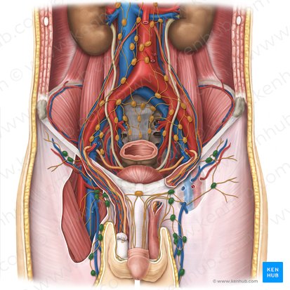 Inguinal lymph nodes (Nodi lymphoidei inguinales); Image: Irina Münstermann