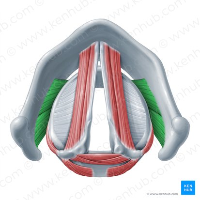 Cricothyroid muscle (Musculus cricothyroideus); Image: Paul Kim