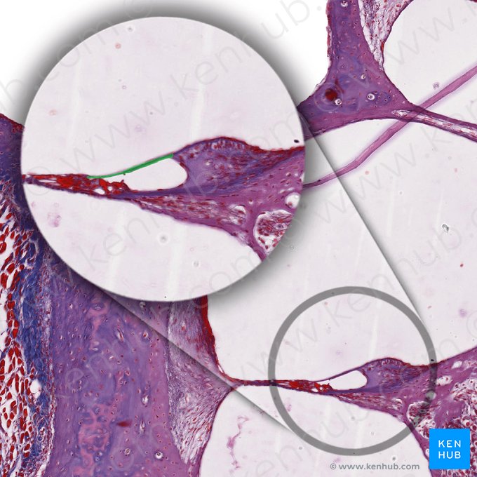 Membrana tectoria del conducto coclear (Membrana tectoria ducti cochlearis); Imagen: 