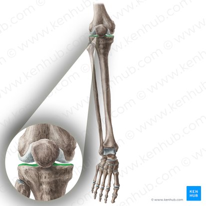 Platô tibial (Planum tibiae); Imagem: Liene Znotina