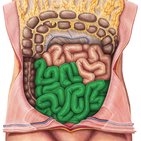 Ileum (Krummdarm)