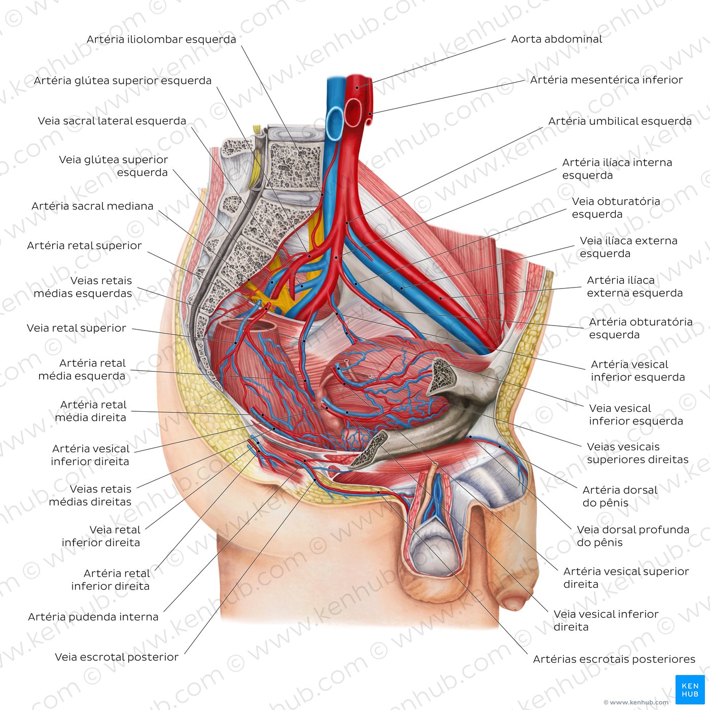 Blood vessels of the male pelvis (overview diagram)