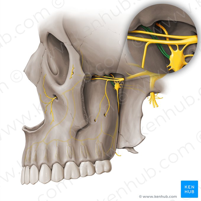 Ramos orbitais do gânglio pterigopalatino (Rami orbitales gangli pterygopalatini); Imagem: Paul Kim