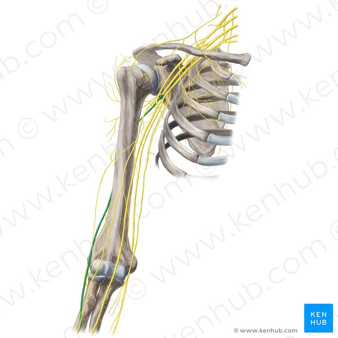 Radial nerve (Nervus radialis); Image: Yousun Koh